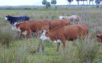 Cows in a field